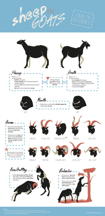 excessunrated:Sheep and Goats: Learn the Difference by *The-VolFabulous reference!