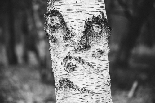 When you’re a tree and you can’t escape being photographed…•  Fischland Darß Zingst, Germany 