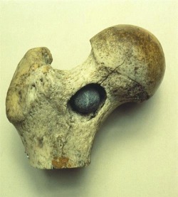 This dry specimen shows the upper end of