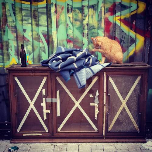 #stöcatsören xSörenx #keepitreal #catsofconnewitz #catsofinstgram