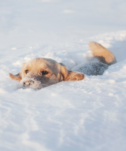 babydogdoo:  Snow puppy