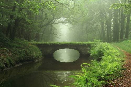 opticallyaroused:  The Mist 