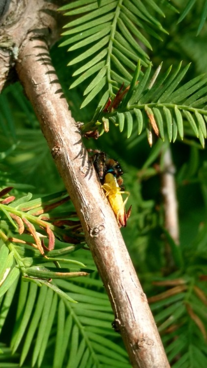 Submitted with no caption AS: Phidippus regius with leaf hopper meal, nice pictures!