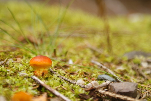 tamersa: Fungus and Plants of Karkonosze