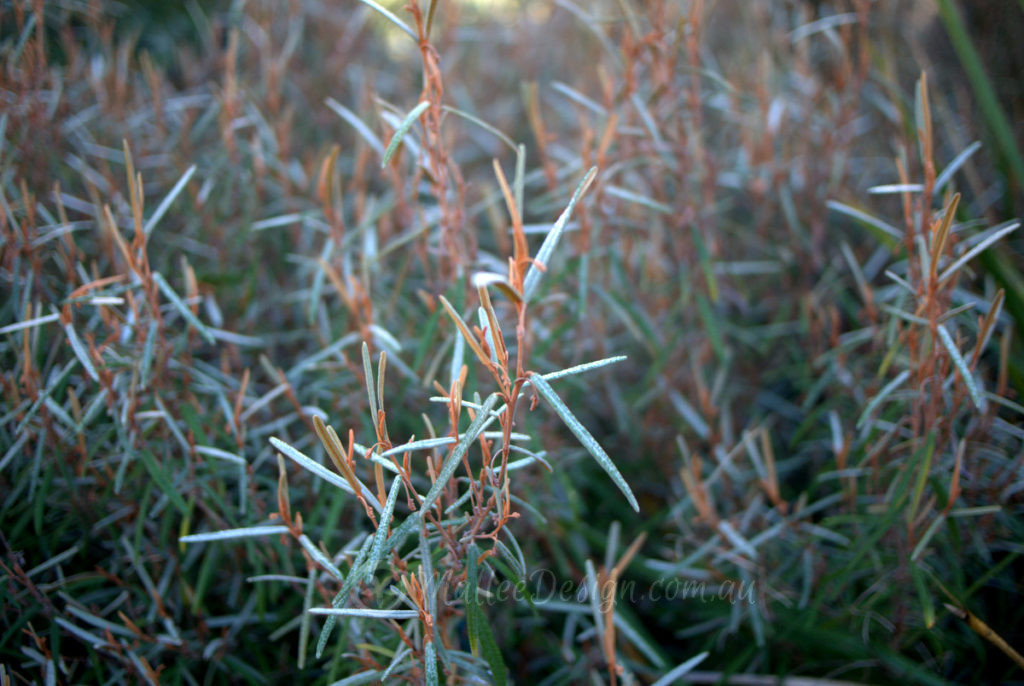 Natural Bush Tumblr