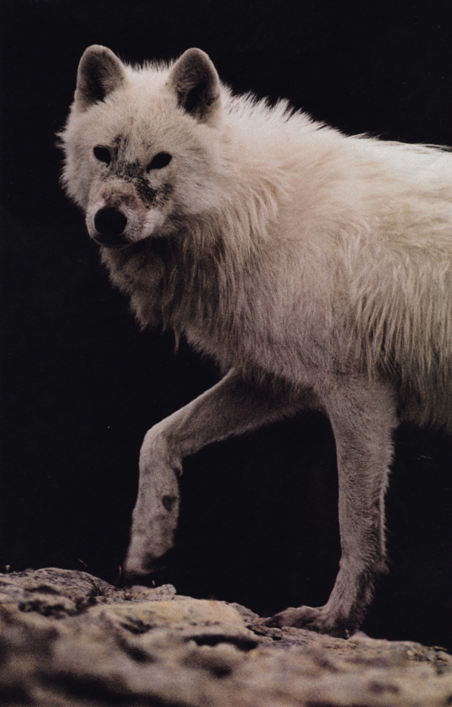 plastexxx:  National Geographic Magazine, May 1987, “At Home with the Arctic Wolf”.