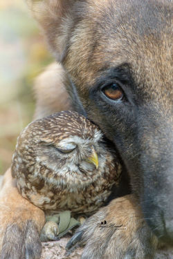 sixpenceee:  Adorable photos by Tanja Brandt, a professional animal photographer and collage artist in Germany. Ingo the shepherd dog and Poldi the little owl seem more than happy to cozy up to each other for photoshoots bathed in golden evening light.