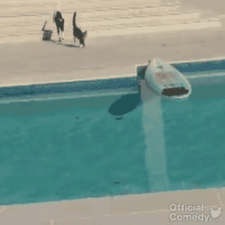 montondemierda:  Final Inesperado! (estoy hasta el ojal de gatetes, pero este GIF
