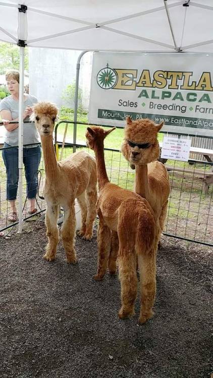 Straight outta Mount Joy - a crazy alpaca named Ice Cube 