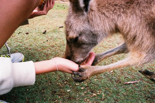 kangaPOOS