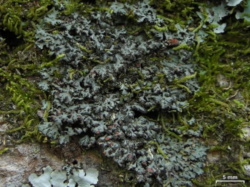 Phaeophyscia rubropulchraOrange-cored shadow lichen This foliose lichen grows in small roundish-patc