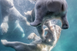 sdzoo:  Polar Pool Play Times Three by helenehoffman