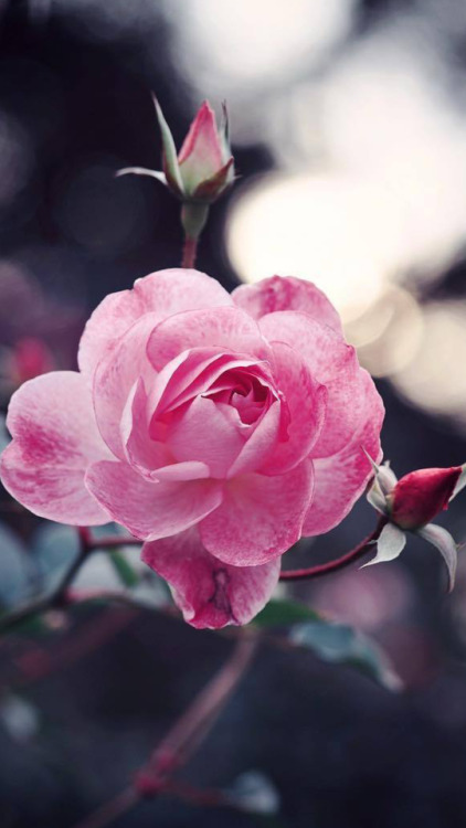 heeraalea5: #SWEET LOVELY PINKY ROSES# ♡