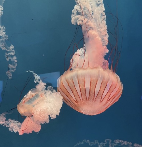 I SEA YOU, Jelly Fish Vs. Goldfish