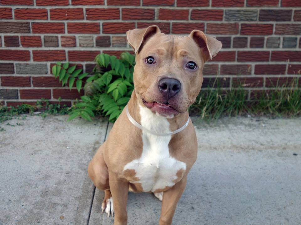 death-row-dogs:  TO BE DESTROYED 06/14/14Brooklyn Center - New YorkRuff ruff, my