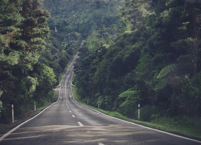 brutalgeneration:  waitakere ranges by hannah davis. on Flickr. 