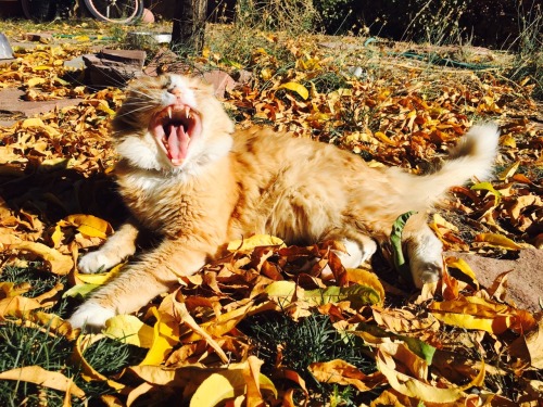Here’s a compilation of some mid-yawn shots of Douglas(submitted by fairyganjmother)
