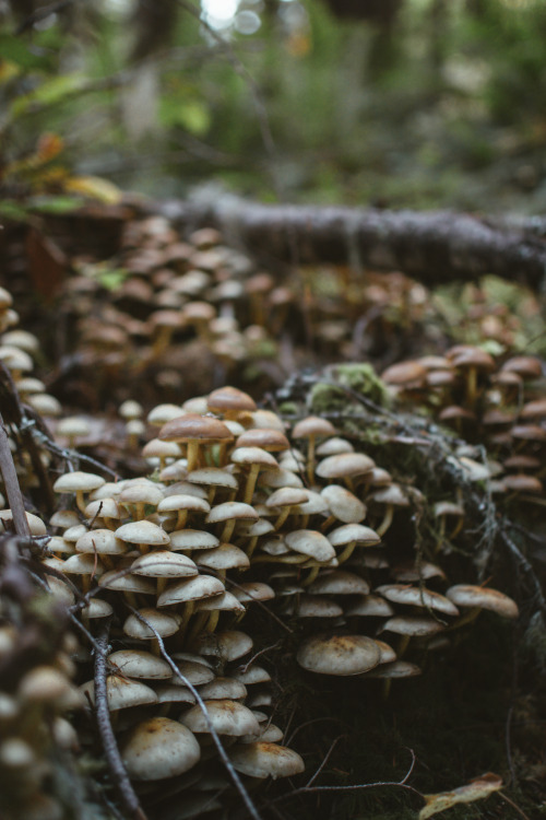 Fairy Mushrooms