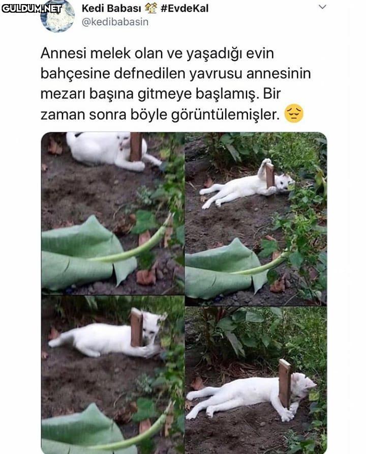 Kedi Babası #EvdeKal...