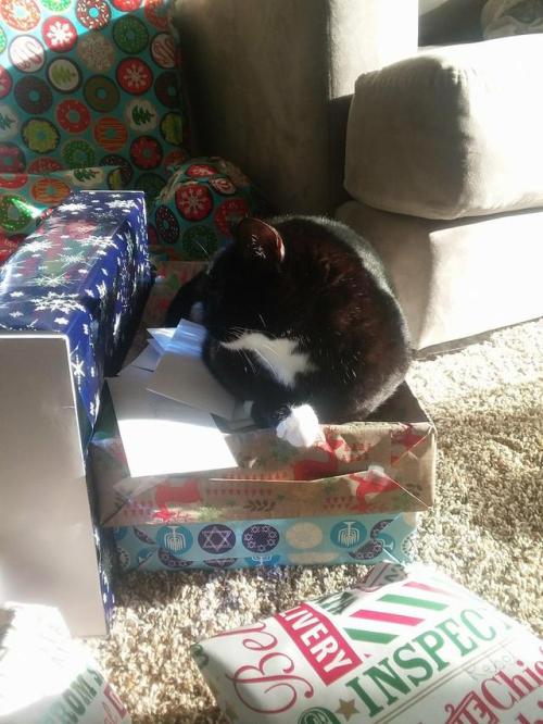 writersarea:@mostlycatsmostly Pinot thinks she’s a present…