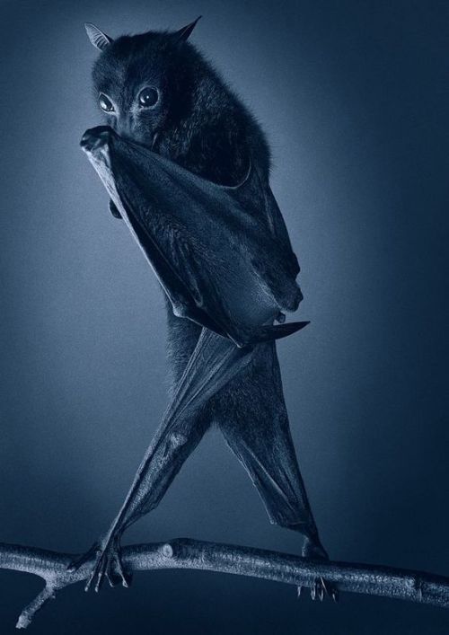 horrorandhalloween:Fruit bats vs Bela Lugosi