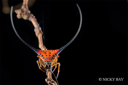 odditiesoflife:  The Strangest Spiders Ever A mirror spider? These macro shots of spiders were photographed by Nicky Bay who lives and works in Singapore. The endless biodiversity found on the country’s 64 islands includes a vast array of insects and