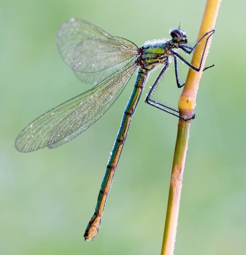 Geänderte Prachtlibelle (Weibchen)#libelle #dragonfly #prachtlibelle #makro #makrofotografie #makrop