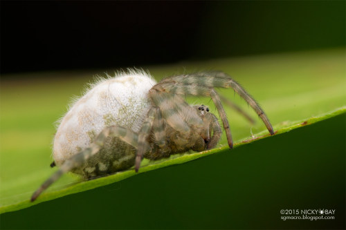 Tent web spider (Cyrtophora beccarii) - DSC_2057 by Nicky Bay