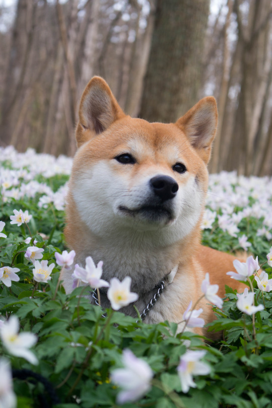 Featured image of post Aesthetic Shiba Inu Tumblr Shiba inus are frankly magical weirdos