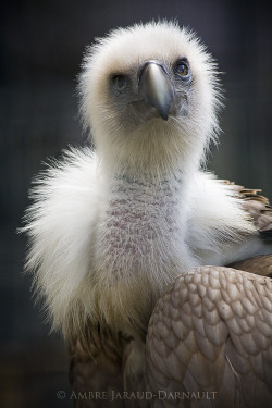 coffeenuts:  Au Parc Zoologique De Paris