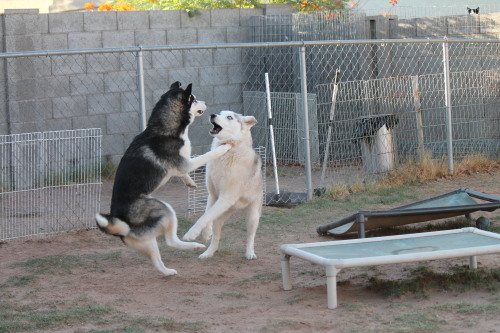 6woofs:6woofs:A photo I’d normally crop, but…. omg the cat’s head. I…. had no idea he was there at t