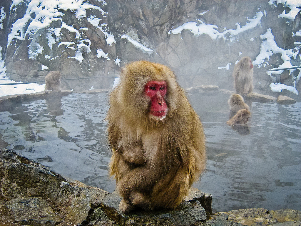 Snow monkeys jigokudani