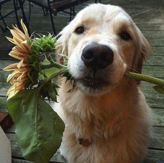 brookbooh:Dogs and flowers!! :D