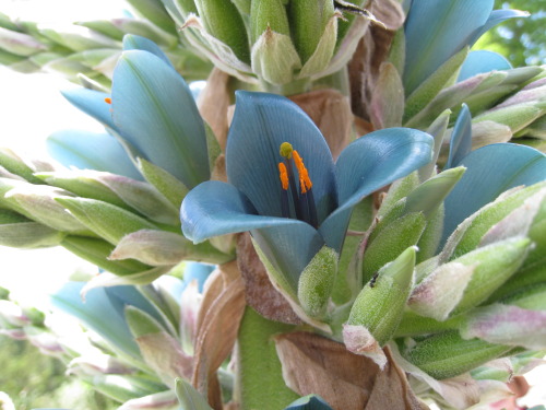 tangledwing:Puya berteroana or Turquoise Puya is a terrestrial Bromeliad from the mountains of Chile