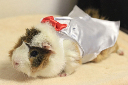 archiemcphee:  Anyone who has spent time with a guinea pig probably knows how much they love to eat 