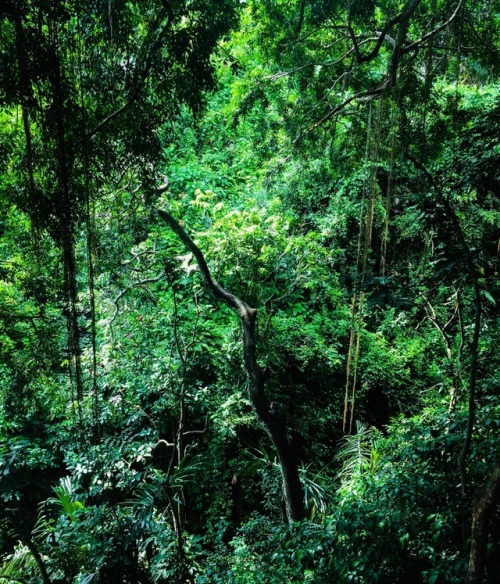 brittanyjayx: Do you see the monkey?  @brittanyjayx