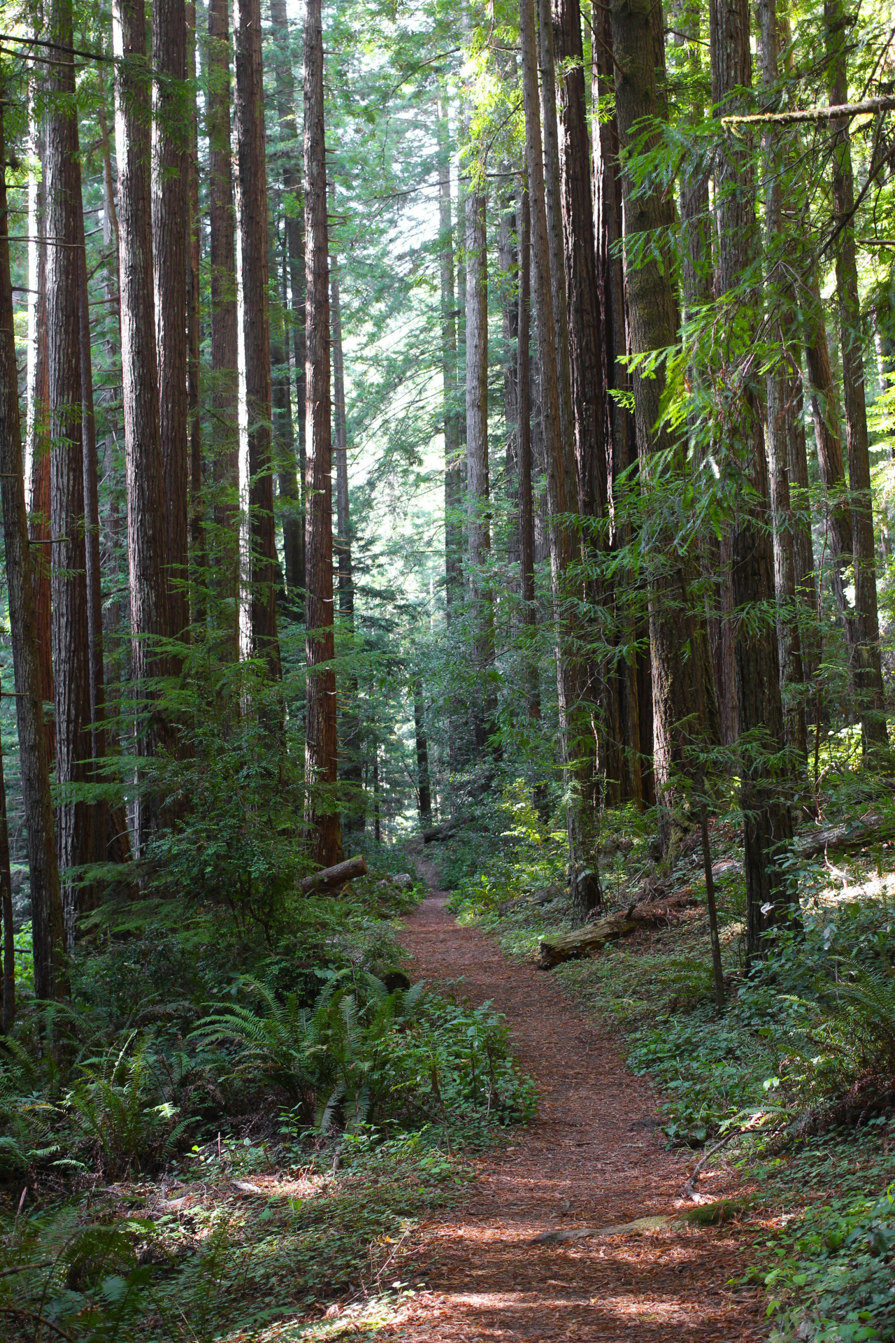steepravine:  Path Through Juvenile Redwoods (Van Damme Park, California - 10/2013)