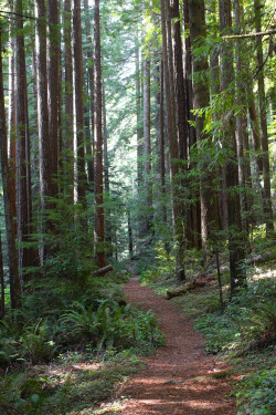 steepravine:  Path Through Juvenile Redwoods