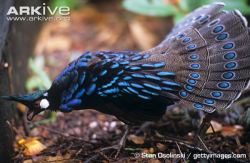 photographicreference:  Palawan Peacock-Pheasant