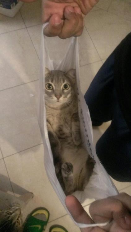 pyreclaws:awwww-cute:The cat’s in the bagswiggity swag