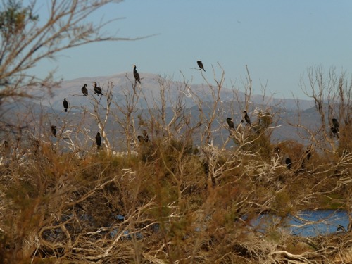Cormorants spotted while walking with my brother. Málaga, Spain