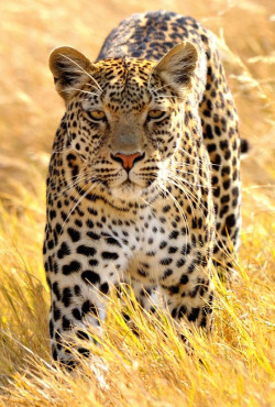 Getawildlife:  You’re In My Way. (By John Kok) 