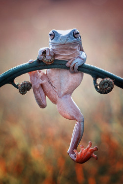 sapphire1707:  frog climber by Hendy_Mp