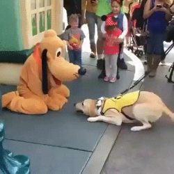 awwww-cute:  Service dog visits Disneyland.