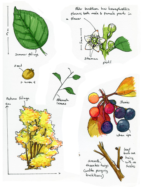Plant of the week: Alder Buckthorn (Frangula alnus)Food of the brimstone butterfly and named &lsquo;