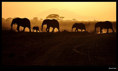 Going Home By Giovanni Gori