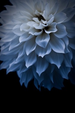  Stunning Blue Dahlia 