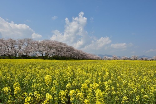 norisunorin: 奈良県　藤原宮跡  Nara Cherryblossom