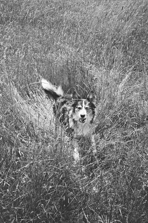 Lounging in the Long Grass by Glen Orchy flic.kr/p/2hs2wjo