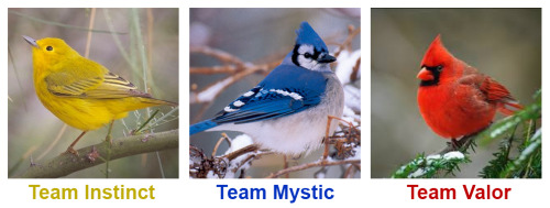 tealbloodprince: theterry: Yellow Warbler | Blue Jay | Red Cardinal the first Pokemon Go team pos